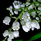 12 piezas de bulbos de lirio blanco de los valles Convallaria Majalis Bell Orquídea flor bulbos perennes para plantación de jardín al aire libre