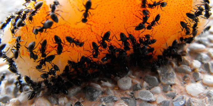 como sacar las hormigas del jardin los mejores trucos naturales para eliminarlas